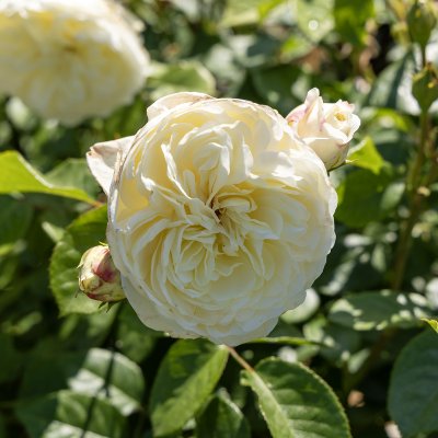 Rosa austin Tranquillity ™