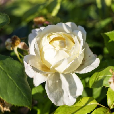 Rosa austin Vansessa Bell ™