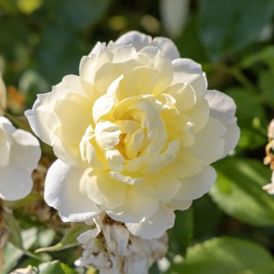 Rosa austin Vansessa Bell ™