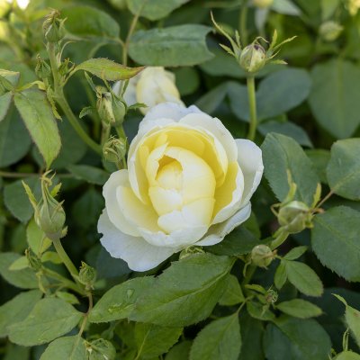 Rosa austin Vansessa Bell ™