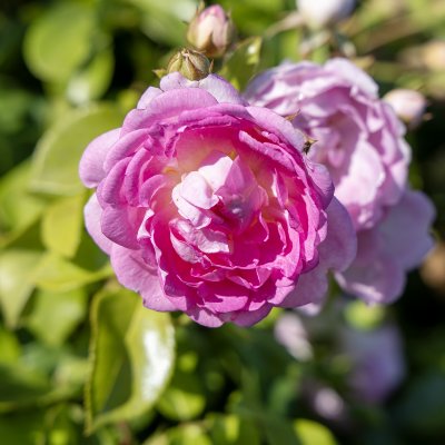 Rosa Jasmina ®