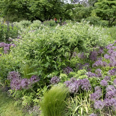 Amorpha canescens