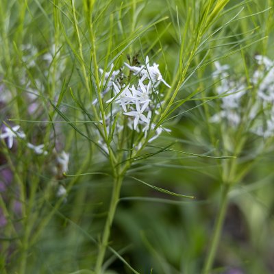 Amsonia hubrichtii