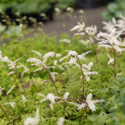 Aruncus aethusifolius Elegance