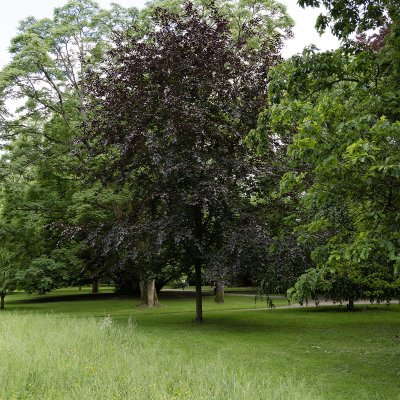 Fagus sylvatica Riversii