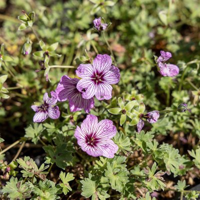 Geranium hybr. Anne Thomson
