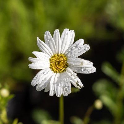 Leucanthemum vulgare