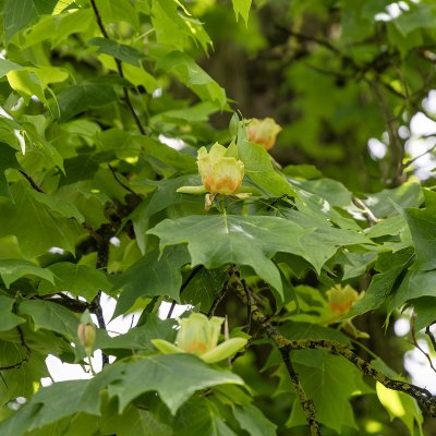 Liriodendron tulipifera