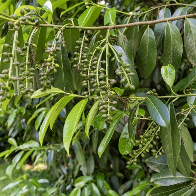 Prunus laurocerasus Caucasica
