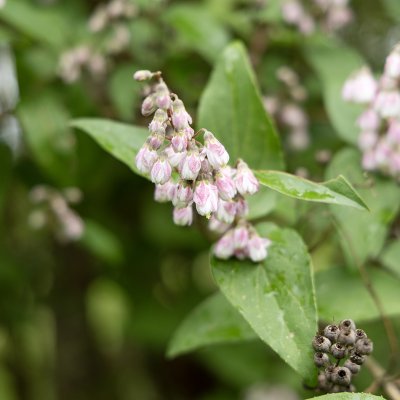 Deutzia scabra Codsall Pink