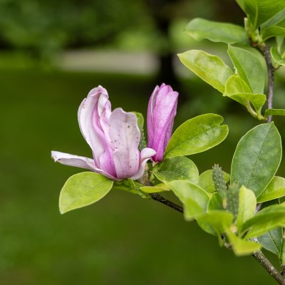 Magnolia liliflora George Henry Kern