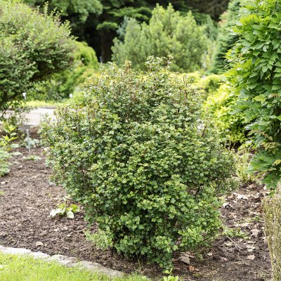 Ribes alpinum Pumilum