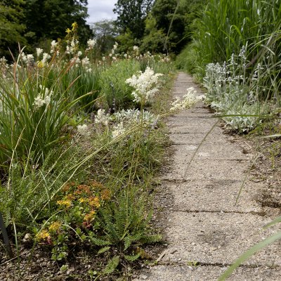 Filipendula vulgaris
