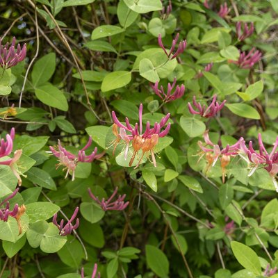 Lonicera x heckrottii Goldflame