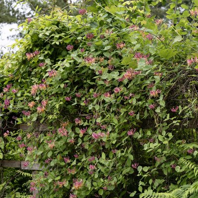 Lonicera x heckrottii Goldflame