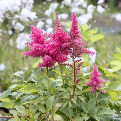 Astilbe arendsii Drum and Bass ®