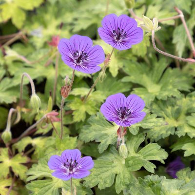 Geranium wallichianum Mary Anne ®