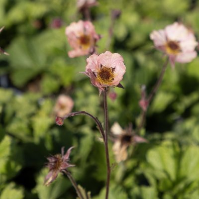 Geum hybr. Censation ™ Coral Pearl