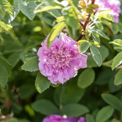 Rosa majalis foecundissima Balsgård Lövhult