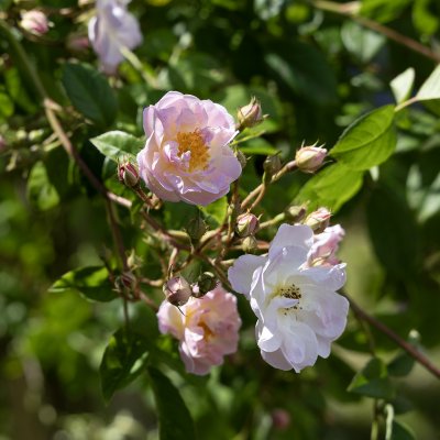 Rosa helenae Agda
