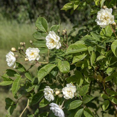 Rosa helenae Starkodder