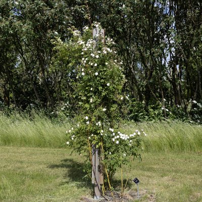 Rosa helenae Starkodder