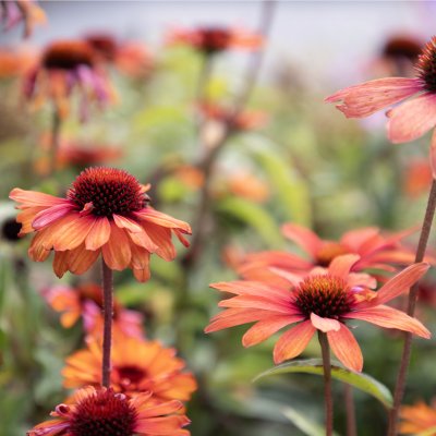 Echinacea hybr. SunSeekers ® Clementine