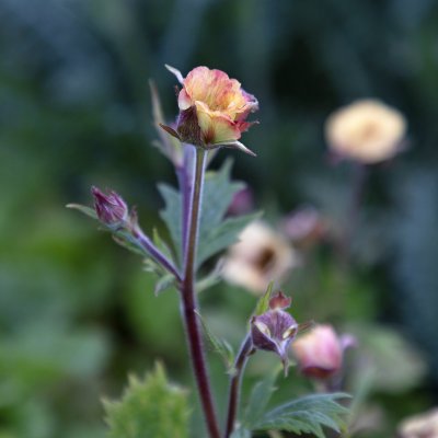 Geum hybr. Tempo ™ Yellow