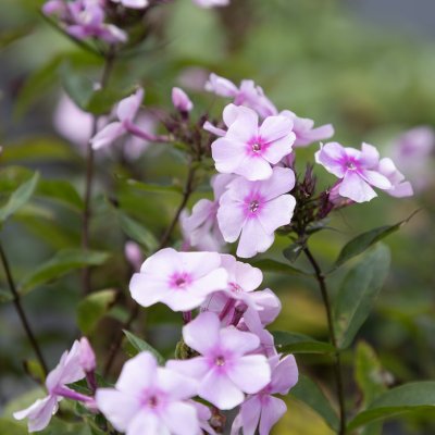 Phlox paniculata Sweet Summer ™ Favourite