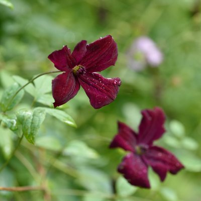 Clematis viticella Royal Velours