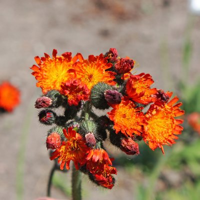 Pilosella aurantiaca (Hieracium aurantiacum)