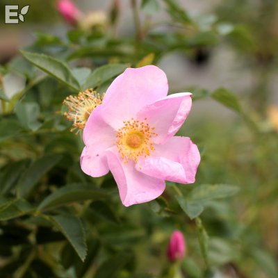 Rosa carolina Gunnel E