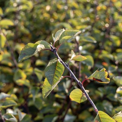 Amelanchier alnifolia Honeywood (Greatberry ® Aroma)
