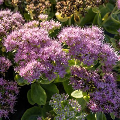 Hylotelephium spectabile Brilliant