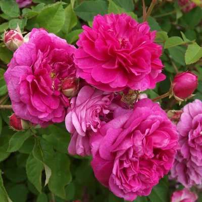 Rosa bourbon Farmor Selma