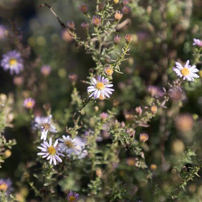 Symphyotrichum (Aster) ericoides Pink Cloud