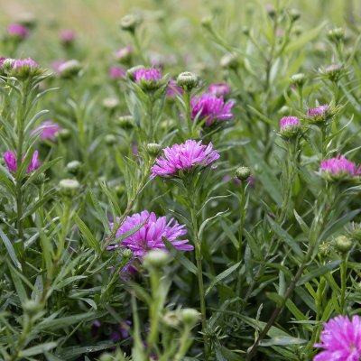 Symphyotrichum (Aster) novi-belgii Rosa Perle