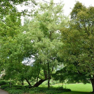Acer negundo Variegatum