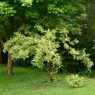 Cornus alba Spaethii
