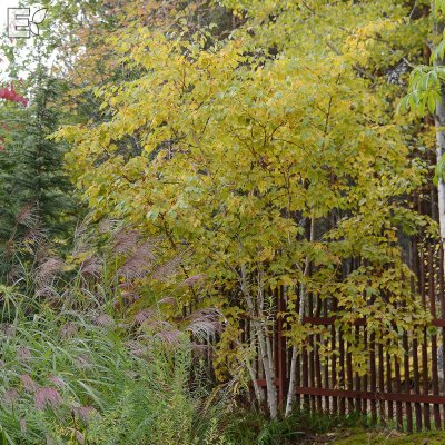 Betula ermanii Klenod ® E