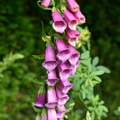 Digitalis purpurea