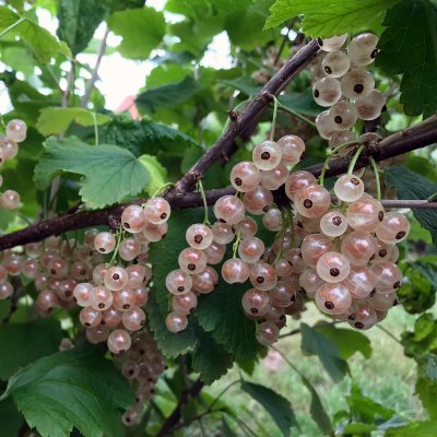 Ribes rubrum Piikkiön Helmi
