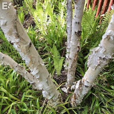 Betula ermanii Klenod ® E