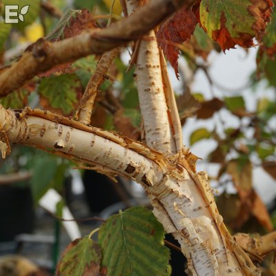 Betula ermanii Klenod ® E