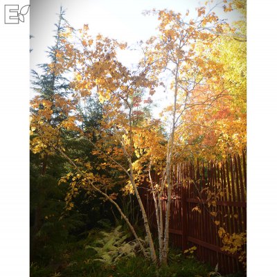 Betula ermanii Klenod ® E