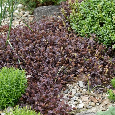 Acaena inermis Purpurea