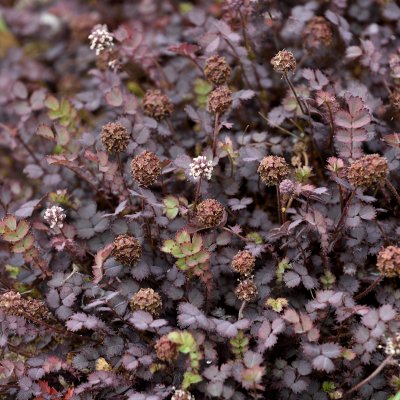 Acaena inermis Purpurea