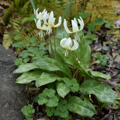 Erythronium oregonum White Beauty