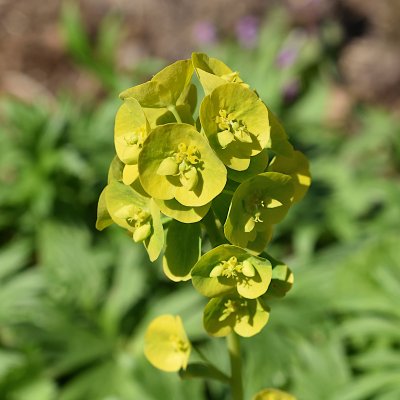 Euphorbia amygdaloides subsp. robbiae
