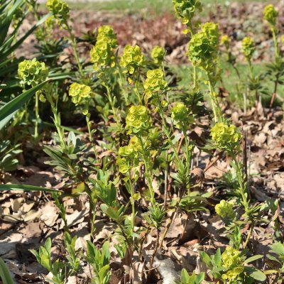 Euphorbia amygdaloides subsp. robbiae